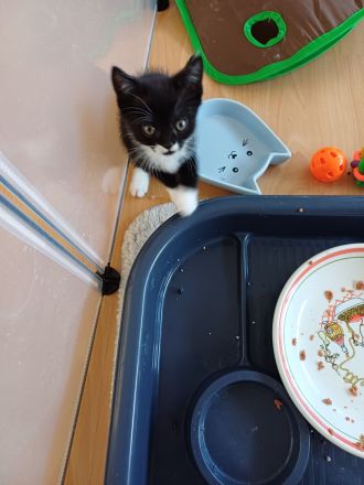 3 kleine BKH-Mix-Kater