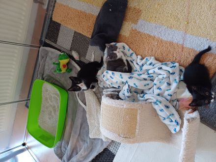 3 kleine BKH-Mix-Kater