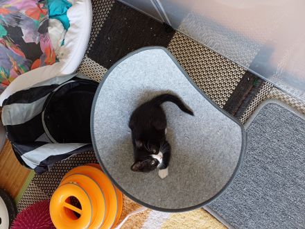 3 kleine BKH-Mix-Kater