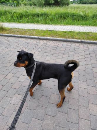 Rottweiler Rüde