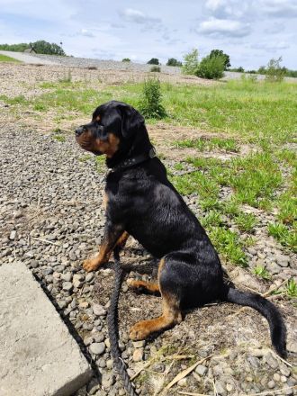 Rottweiler Rüde