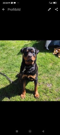 Rottweiler Rüde