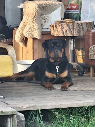 Rottweiler Rüde