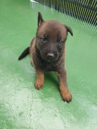 XMalinois Welpen