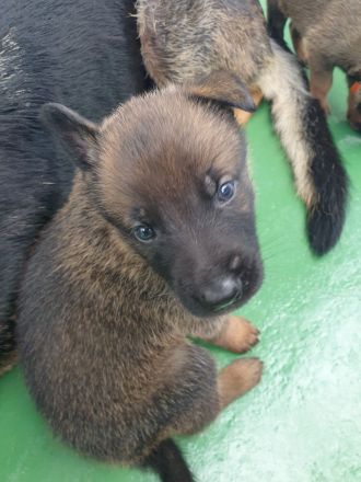 XMalinois Welpen