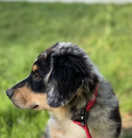 Australian Shepherd Rüde