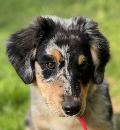 Australian Shepherd Rüde