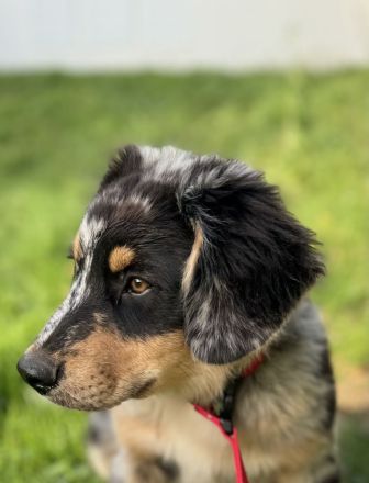 Australian Shepherd Rüde