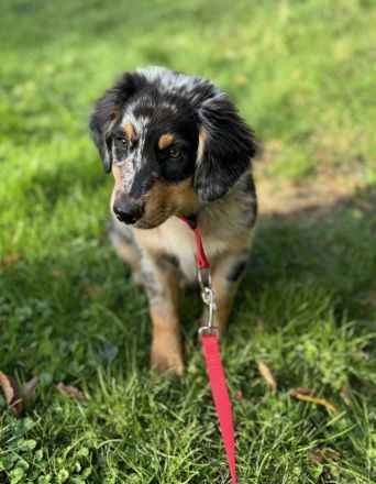 Australian Shepherd Rüde