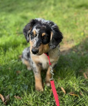 Australian Shepherd Rüde