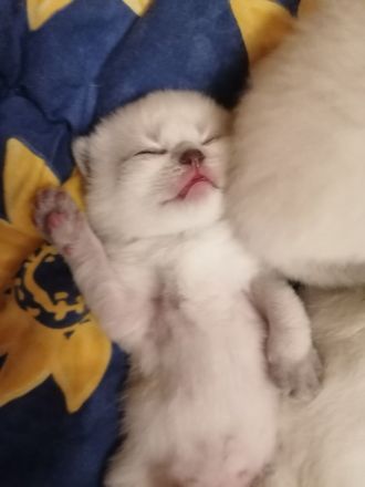 BKH Kitten Bluepoint Silverpoint Britisch Kurzhaar