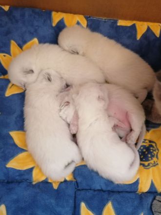 BKH Kitten Bluepoint Silverpoint Britisch Kurzhaar