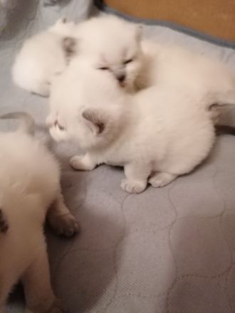 BKH Kitten Bluepoint Silverpoint Britisch Kurzhaar