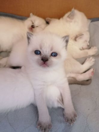 BKH Kitten Bluepoint Silverpoint Britisch Kurzhaar