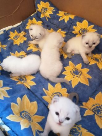 BKH Kitten Bluepoint Silverpoint Britisch Kurzhaar