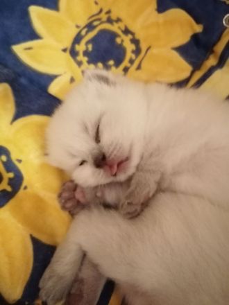 BKH Kitten Bluepoint Silverpoint Britisch Kurzhaar