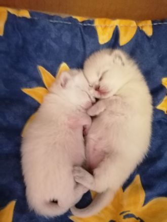 BKH Kitten Bluepoint Silverpoint Britisch Kurzhaar