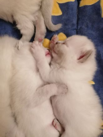 BKH Kitten Bluepoint Silverpoint Britisch Kurzhaar