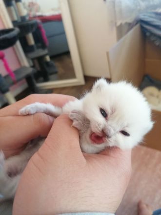 BKH Kitten Bluepoint Silverpoint Britisch Kurzhaar