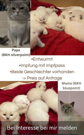 BKH Kitten Bluepoint Silverpoint Britisch Kurzhaar