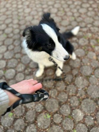 Border Collie