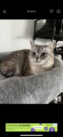 2 hübsche BKH Katzen suchen neues Zuhause