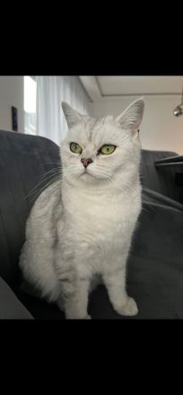 2 hübsche BKH Katzen suchen neues Zuhause