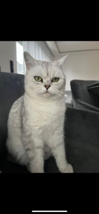 2 hübsche BKH Katzen suchen neues Zuhause