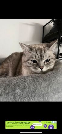 2 hübsche BKH Katzen suchen neues Zuhause