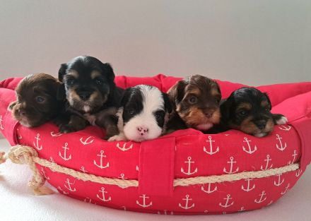 Schoko Havaneser Welpen mit Ahnentafel!