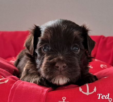 Schoko Havaneser Welpen mit Ahnentafel!