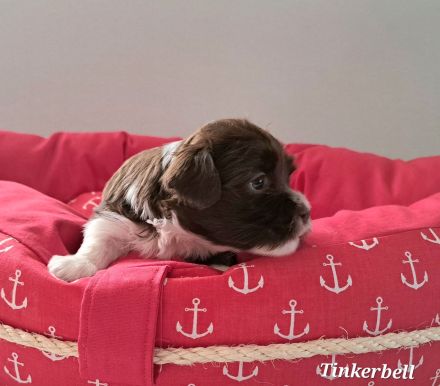 Schoko Havaneser Welpen mit Ahnentafel!