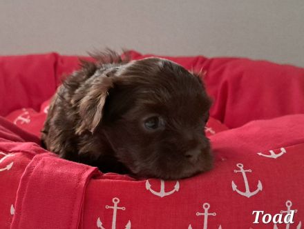 Schoko Havaneser Welpen mit Ahnentafel!