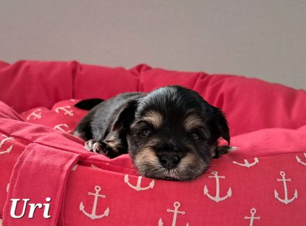 Schoko Havaneser Welpen mit Ahnentafel!