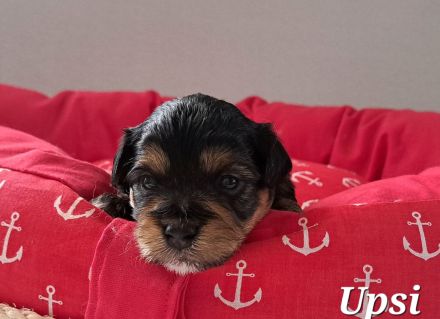 Schoko Havaneser Welpen mit Ahnentafel!