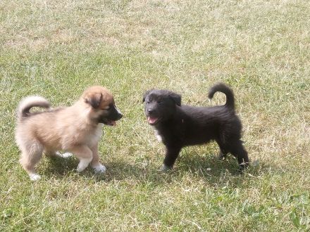 Sehr süße Bordercollie-Mix-Welpen im Oderbruch abzugeben