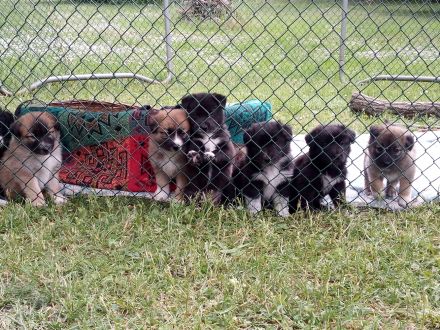 Sehr süße Bordercollie-Mix-Welpen im Oderbruch abzugeben
