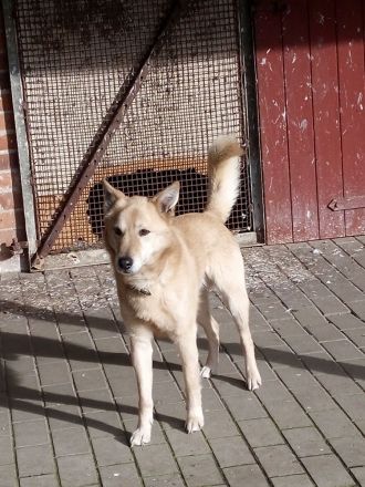 Sehr süße Bordercollie-Mix-Welpen im Oderbruch abzugeben