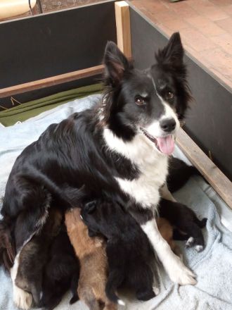 Sehr süße Bordercollie-Mix-Welpen im Oderbruch abzugeben