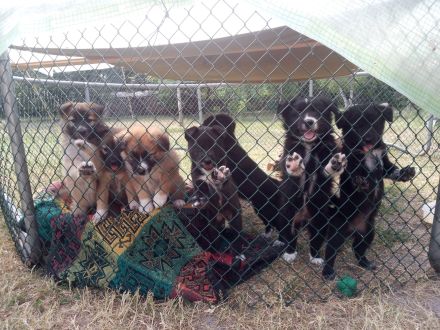Sehr süße Bordercollie-Mix-Welpen im Oderbruch abzugeben