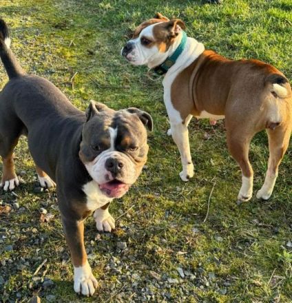 Ole English Bulldog - Welpen