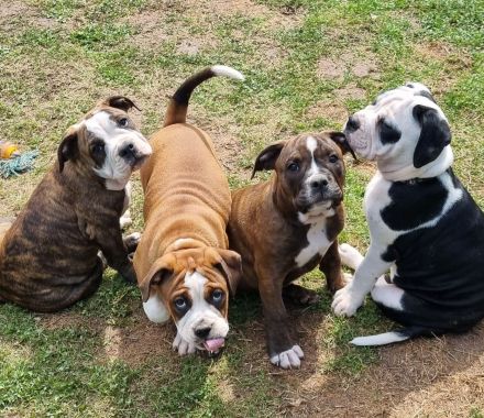 Ole English Bulldog - Welpen