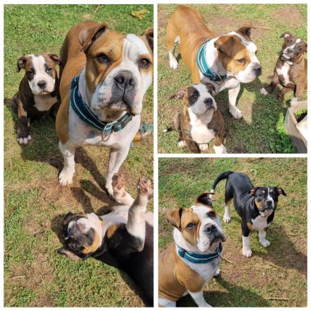 Ole English Bulldog - Welpen