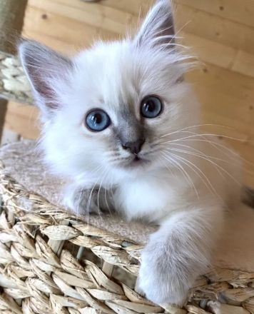 Gesunde Birma-Kätzchen, bereit zum Abholen