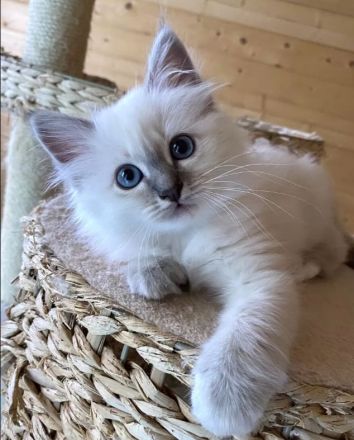 Gesunde Birma-Kätzchen, bereit zum Abholen