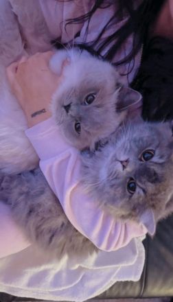 Britisch langhaar und heilige Birma