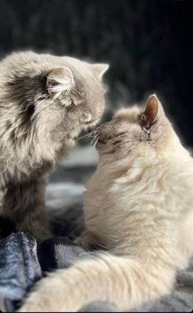 Britisch langhaar und heilige Birma