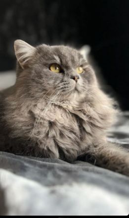 Britisch langhaar und heilige Birma