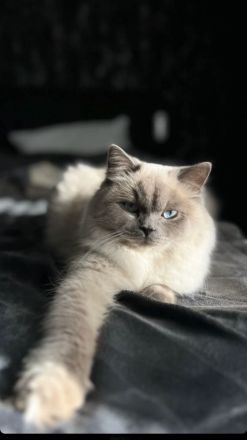 Britisch langhaar und heilige Birma