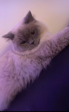 Britisch langhaar und heilige Birma